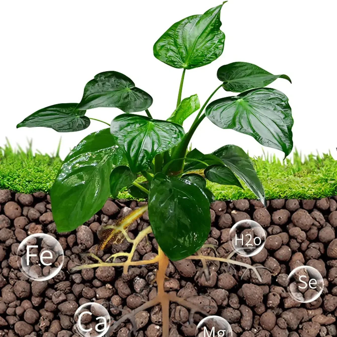 500 g/paquete de guijarros de  - Clay Pebble Growing reseña y precio