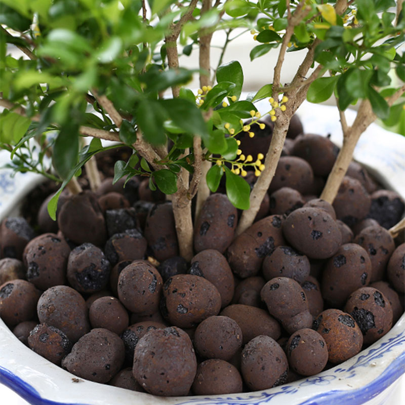 Guijarros de arcilla de cerámi - Clay Pebble Growing reseña y precio