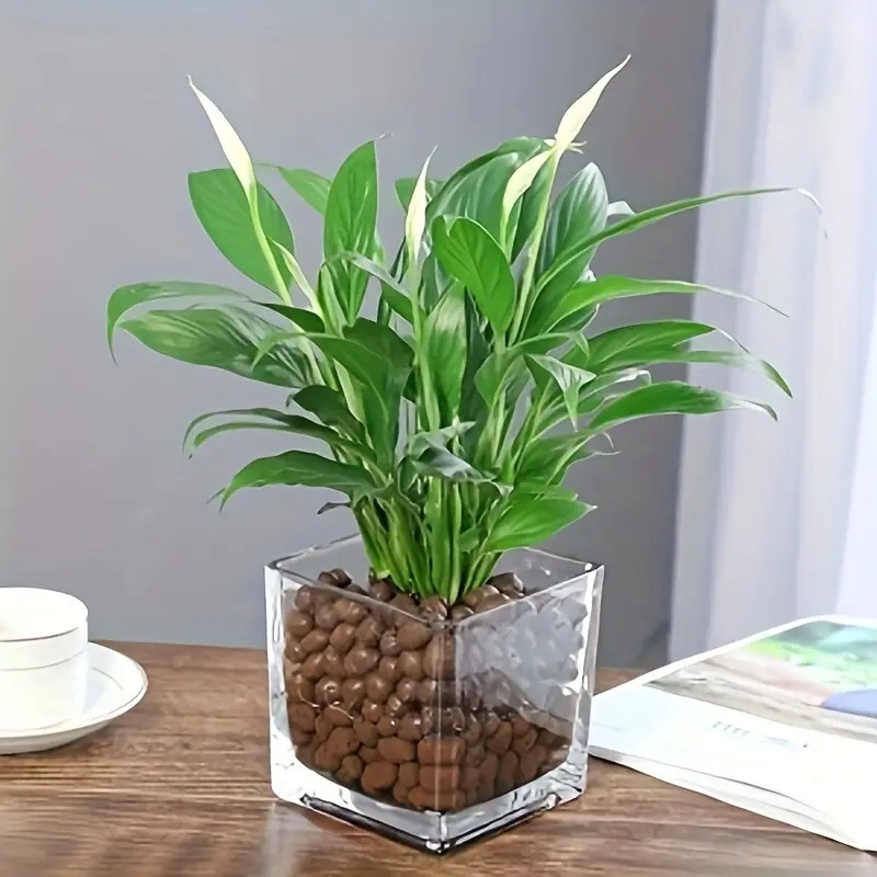 Vasos de arcilla hidropónica r - Clay Pebble Growing reseña y precio